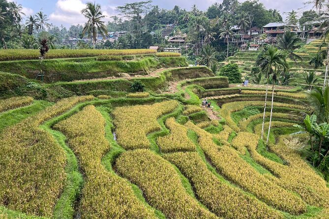 Best of Ubud - Ubud Tour Popular - All Inclusive - What Is Included, What Is Not, and How to Pack Smart
