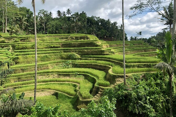 Best of Ubud Village Private Tour with Jungle Swing All Inclusive - Why this Ubud day works: waterfall views plus Jungle Swing