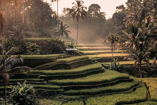 Best of Ubud Waterfalls, Tegalalang Rice Terrace and Swing Tour - Tegalalang Rice Terrace: the swing that frames the day