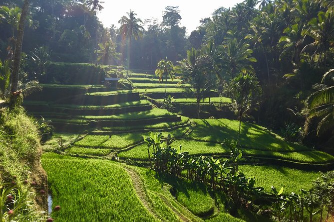 Best of Ubud Waterfalls, Tegalalang Rice Terrace and Swing Tour - Uma Pakel Agro Tourism: optional swing plus coffee and herbal tea
