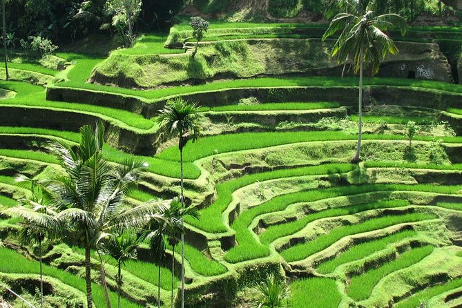 Best of Ubud with Jungle Swing Experience - Celuk, Tohpati, and Batuan: watching Balinese crafts in real life