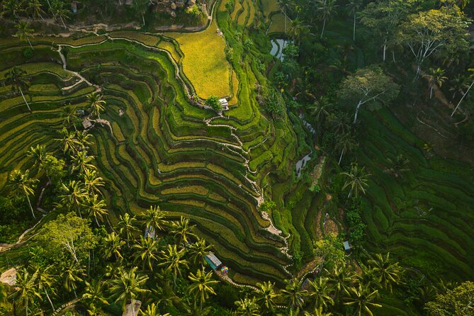Best Ubud Highlights - Private Day Tour - Pickup and drop-off: what “private” really means here