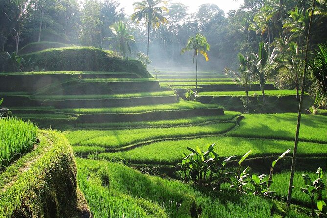 Best Ubud Tour Private Tour All Inclusive Package - Private Ubud Comfort, With an English-Speaking Guide Who Can Actually Run the Day