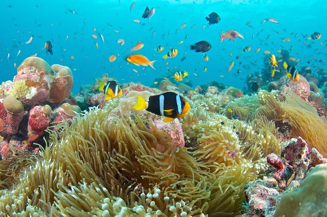 Bloo Lagoon Snorkeling East Bali Includes Transportation & Lunch - Blue Lagoon from Ubud: why the drive is part of the fun