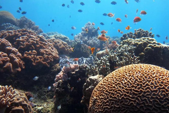 Bloo Lagoon Snorkeling East Bali Includes Transportation & Lunch - Lunch included: what it means for your energy level