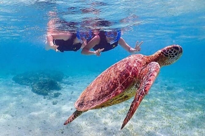 Bloo Lagoon Snorkeling East Bali Includes Transportation & Lunch - Snorkeling gear, reef life, and what you can realistically spot