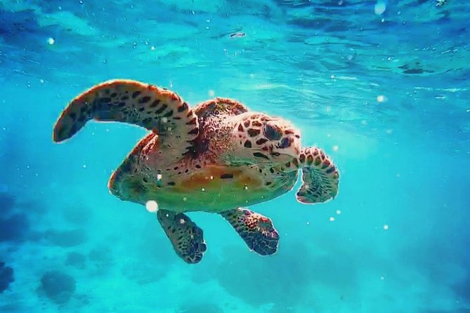 Blue Lagoon Bali Snorkeling Experience - Stop 1: Blue Lagoon Beach Snorkeling, What to Expect Under Your Mask