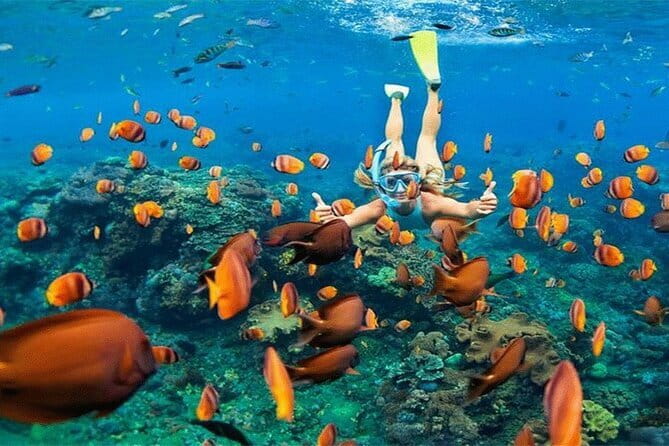 Blue Lagoon Snorkeling with Lunch and Private Transport - Tanjung Jepun snorkeling: turtles, reef sharks, and squid