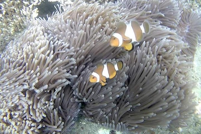 Blue Lagoon & Tanjung Jepun Snorkeling Private Tour - From Ubud to Padang Bai: the ride that makes snorkeling feel easy