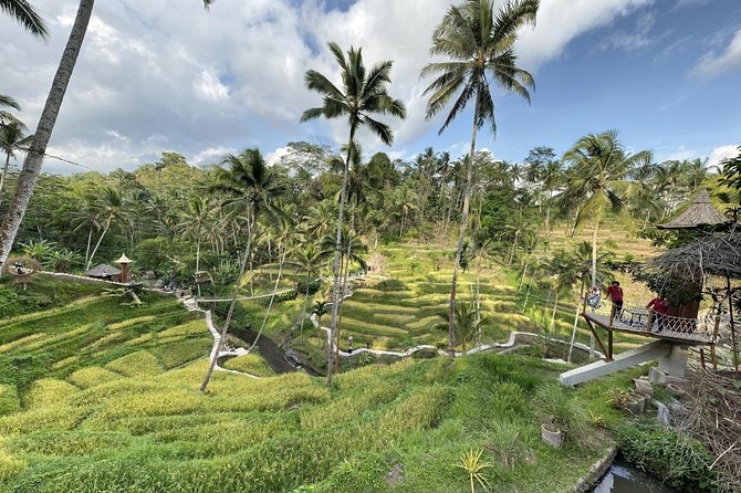 coconut wine and coffee safary tour - Stop 2: Bresela rice fields and the coconut wine tuak lesson