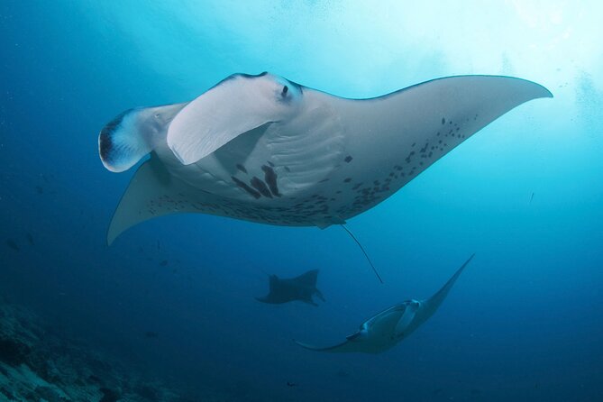 Day Trip Discover Scuba dive in Nusa Penida 2 dives (From Sanur - South Bali) - Nusa Penida from Sanur, and why the schedule starts early
