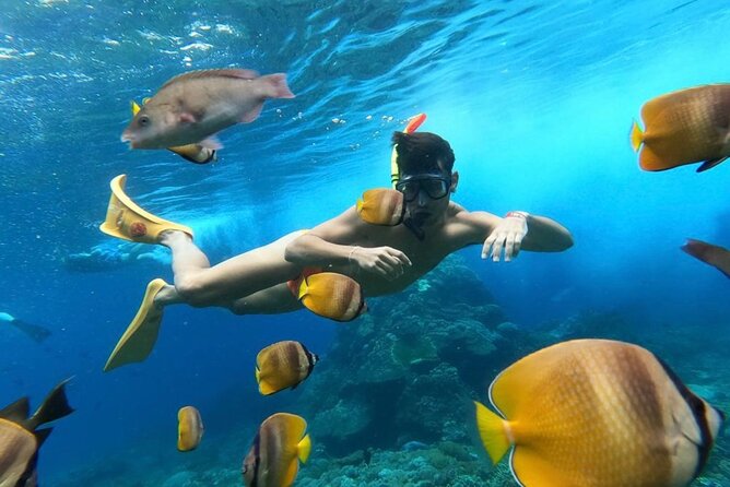 Day Trip: Nusa Penida Snorkling - Snorkeling at Manta Point, Crystal Bay, and Gamat Bay