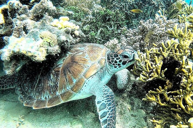 Day Trip Secret Island West Of Lombok - Gili Gede: peaceful snorkeling with coral and fish