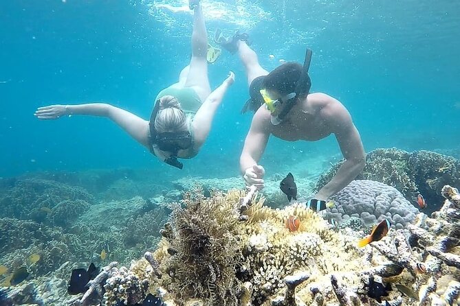 Day Trip Secret Island West Of Lombok - Gili Layar: pipefish and red ribbon-like nudibranch egg moment
