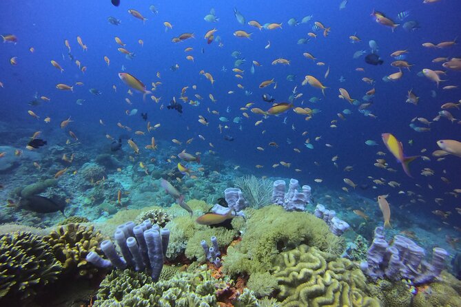 Day Trip snorkeling Nusa Penida - Manta 3 sites (from south bali) - Three snorkeling stops around Nusa Penida and where Manta sightings fit