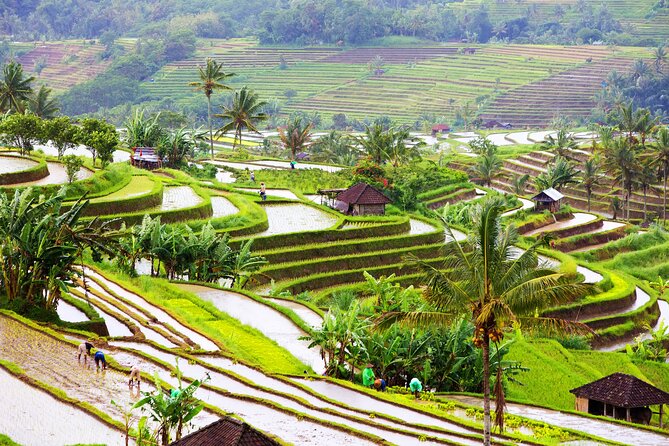 Discover Hidden Waterfall, Unesco Rice Terraces and Mountain Temple - Stop 2: UNESCO Jatiluwih Rice Terraces (and Why Irrigation Matters)