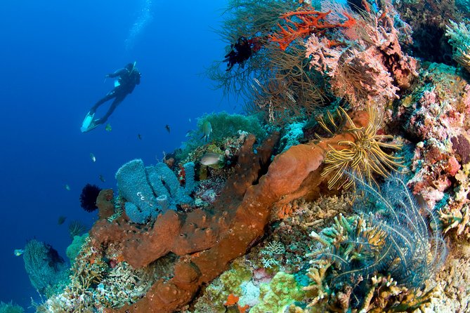 Discover Scuba Diving in Pemuteran at the Biorock site,1 shore dive all included - Biorock Reef in Pemuteran: Why this setup works for beginners