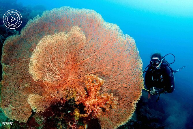 Discover Scuba Diving in Pemuteran at the Biorock site,1 shore dive all included - The human factor: instructors who make you feel safe