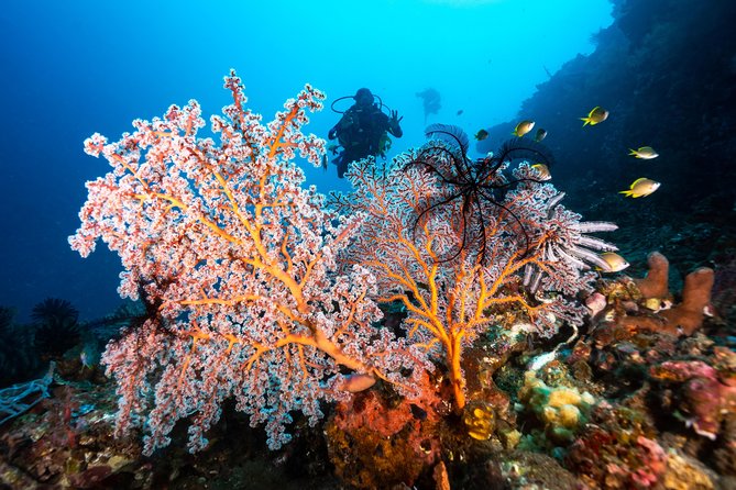 Discover Scuba Diving in Tulamben - Diving Initiation in Bali best diving sites - Private tour logistics: comfort, pacing, and meeting point reality