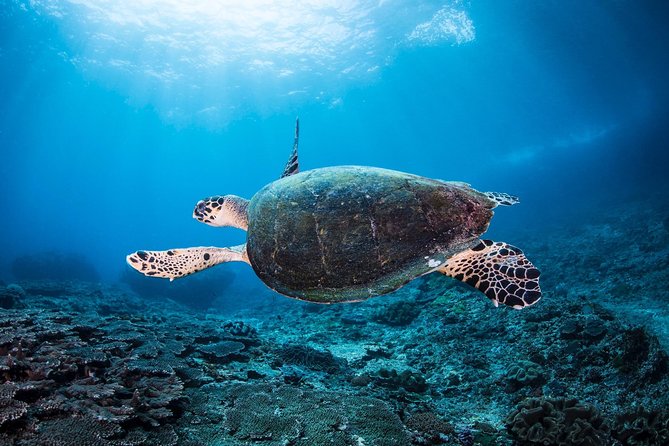 Discover Scuba Diving in Tulamben - Diving Initiation in Bali best diving sites - Safety time and how you should handle nerves
