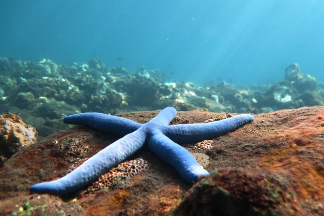 Discover Scuba Diving Tulamben Bali For Non-Certified Divers - Key points to know before you go