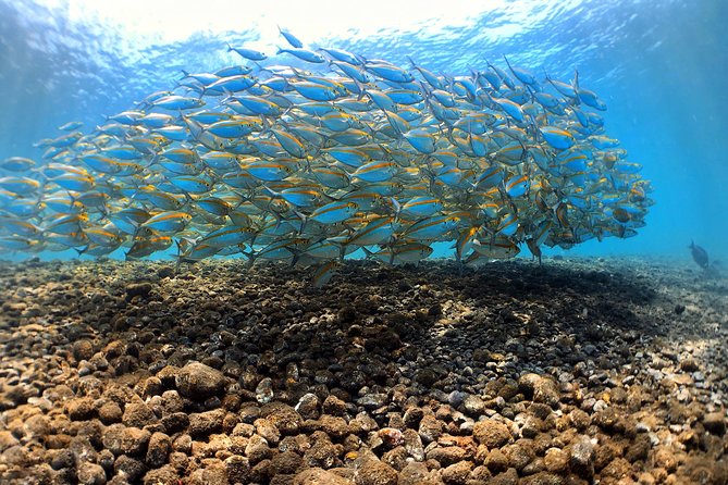 Discover Scuba Diving Tulamben Bali For Non-Certified Divers - Pool skills and theory: how the training stage builds real confidence