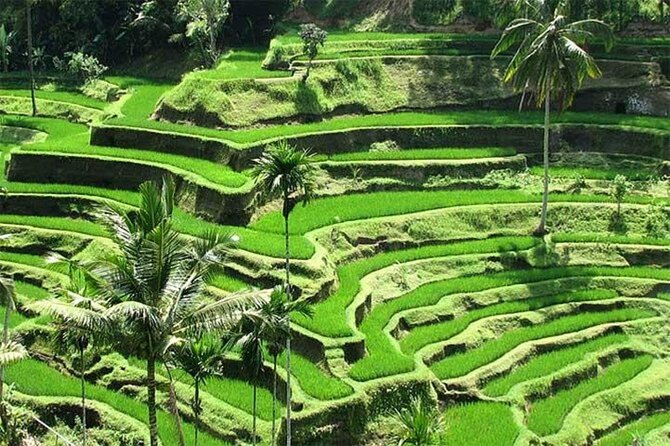 Discover the best waterfalls in Ubud and rice terraces tour - Kanto Lampo Waterfall: rock shape, water power, and photo-friendly angles