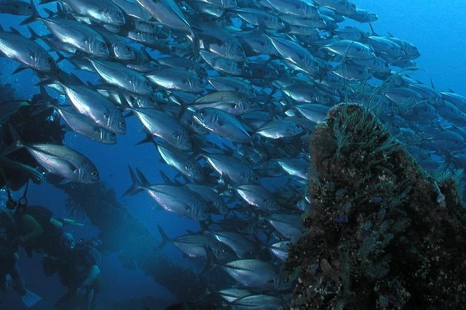 Dive at Tulamben Bali USS Liberty Ship Wreck - Why the USS Liberty shipwreck is worth your time
