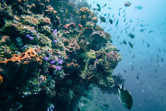 Dive at Tulamben Bali USS Liberty Ship Wreck - Equipment: what is included and what you might want to rent