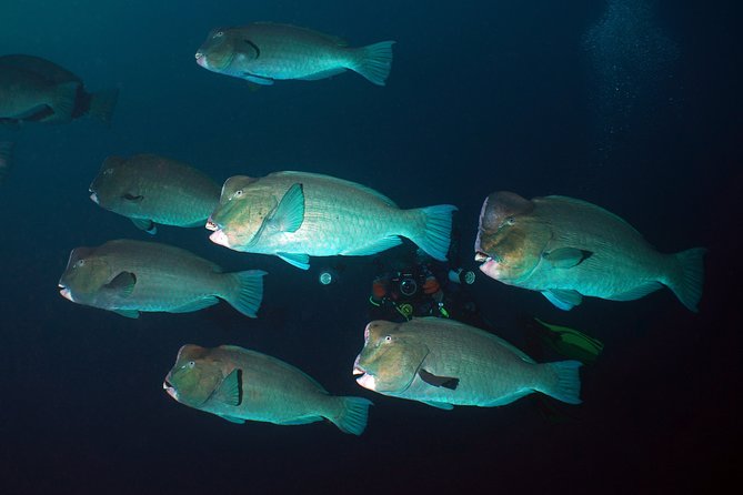 Diving at Tulamben Liberty Shipwreck 2 dives for certified divers - Quick hits before you go
