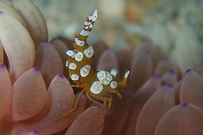 Diving at Tulamben Liberty Shipwreck 2 dives for certified divers - What’s included in the $143 price, and why that matters