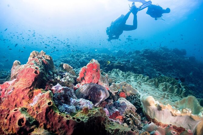 Diving with Manta Ray at Nusa Penida - Manta Point, Nusa Penida, and the Year-Round Resident Rays