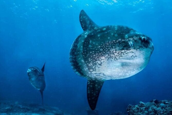 Diving with Manta Ray at Nusa Penida - The 4-Hour Flow: What Your Day Feels Like From Start to Finish