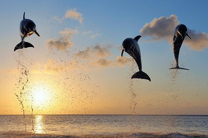Dolphin Tour and Sunrise Watching in Lovina Beach - All Inclusive - Wanagiri Hidden Hills swing above Lake Buyan: the photo moment that earns its stop
