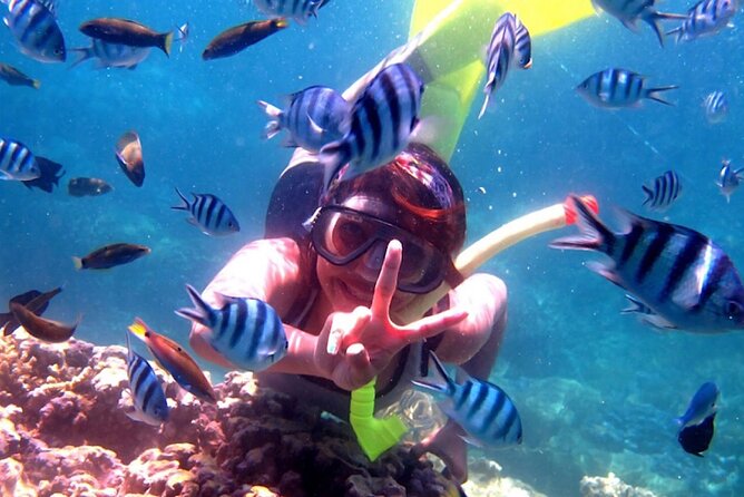 Dolphin Watching Tour, Swimming with Dolphins and Snorkeling - Getting From Ubud to Lovina: Pickup, Timing, and What to Expect