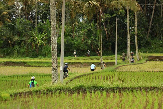 Downhill Cycling Ubud with Volcano, Rice Terrace and Educational - Lunch at the end: Nasi campur plus real breaks