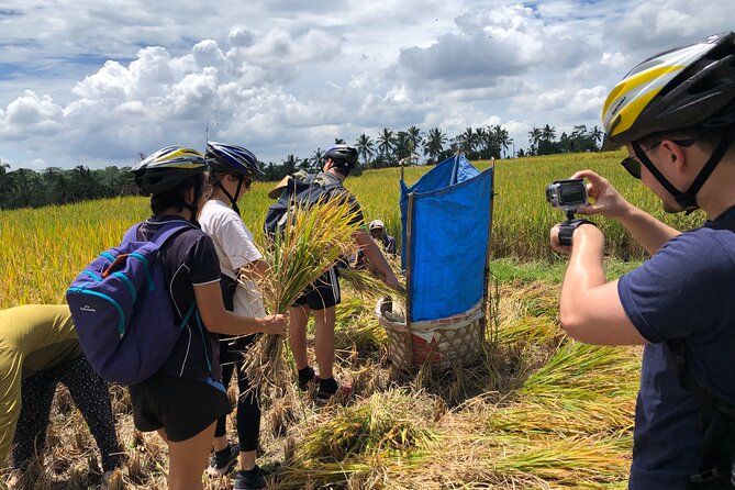 Downhill Cycling Ubud with Volcano, Rice Terrace and Educational - Logistics from Ubud: pickup, group size, and local guide care