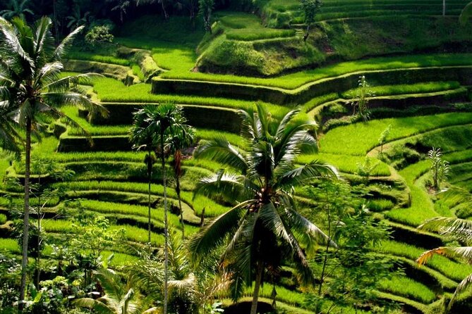 Exclusive Ubud Experience: Nature, Culture & Adventure in One Day - Key highlights