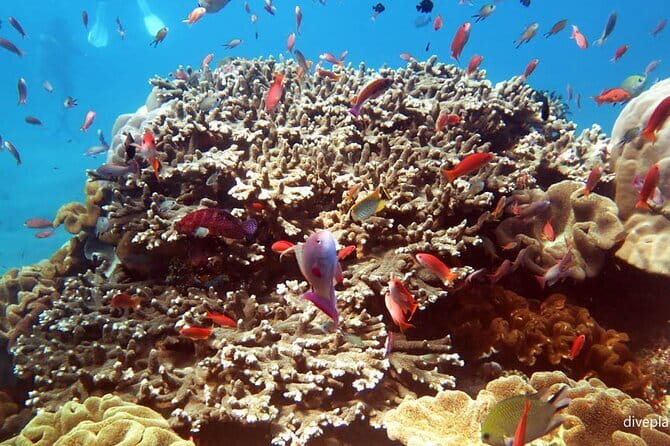 From Bali: Nusa Penida Snorkeling and Island Tour - Hitting the road: pickup and the 6:30 AM speedboat rhythm