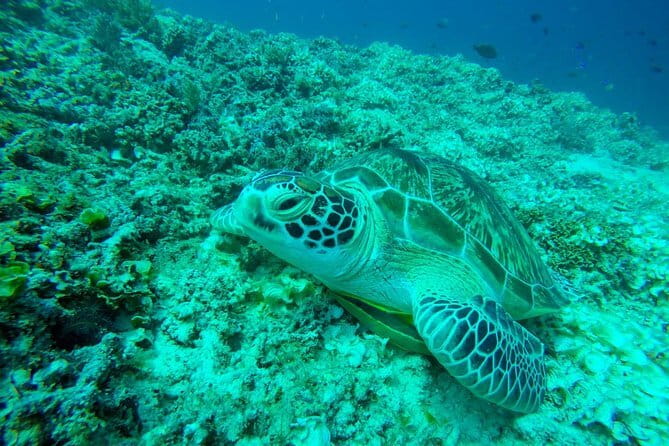 From Gili Trawangan & Gili Air Snorkeling Trip Sharing & Private - Why This Gili Snorkel Loop Works So Well