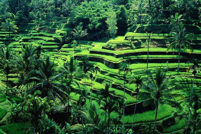 Full Day ATV Ride, Monkey Forest,Tegalalang Rice Terrace - Key things to know before you go