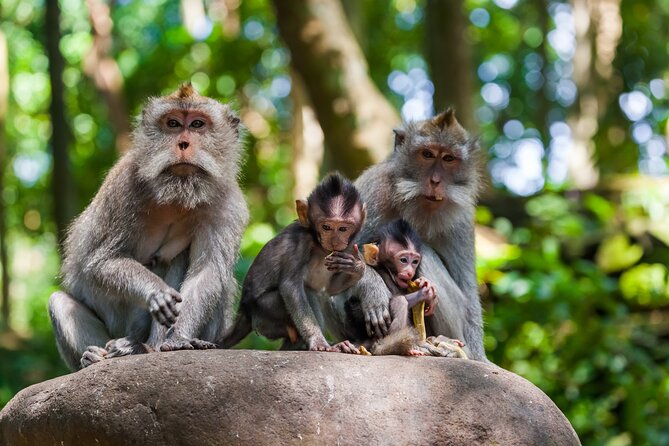 Full Day Best of Ubud Private Tour - Celuk Art Village, Silver Craft Up Close
