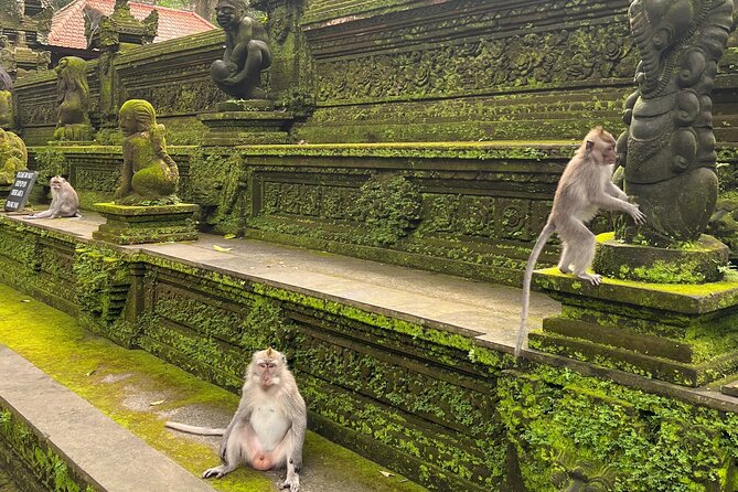 Full Day Best of Ubud Private Tour - Sacred Monkey Forest Sanctuary, See Macaques With Respect