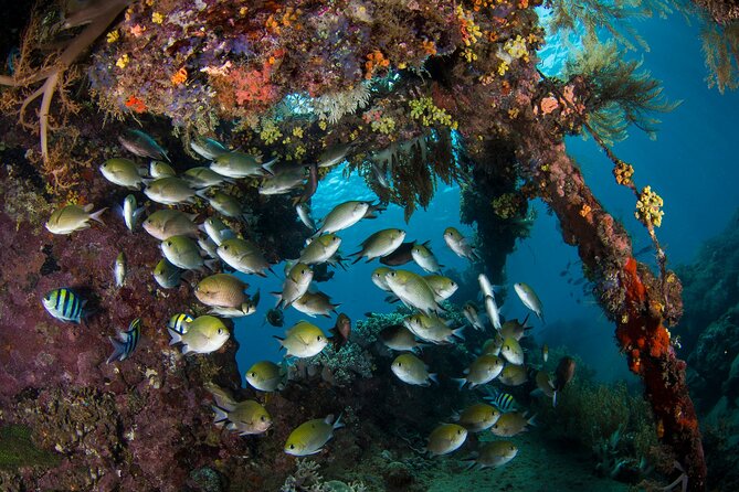 Full-Day Discover Scuba Diving Tour for Beginners in Tulamben - Lunch, Hot Drinks, Wi-Fi, and the Stuff That Makes It Comfortable