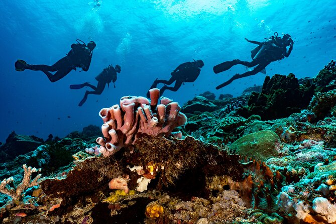 Full-Day Discover Scuba Diving Tour for Beginners in Tulamben - Equipment, Instructors, and What You Should Expect to Handle