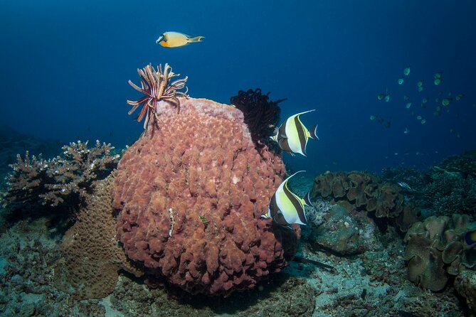 Full-Day Discover Scuba Diving Tour for Beginners in Tulamben - Price and Value: Is $154.95 a Good Deal for a One-Day Start?