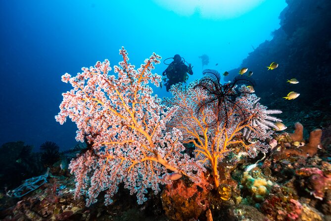 Full-Day Discover Scuba Diving Tour for Beginners in Tulamben - Should You Book This Beginner Scuba Day in Tulamben?