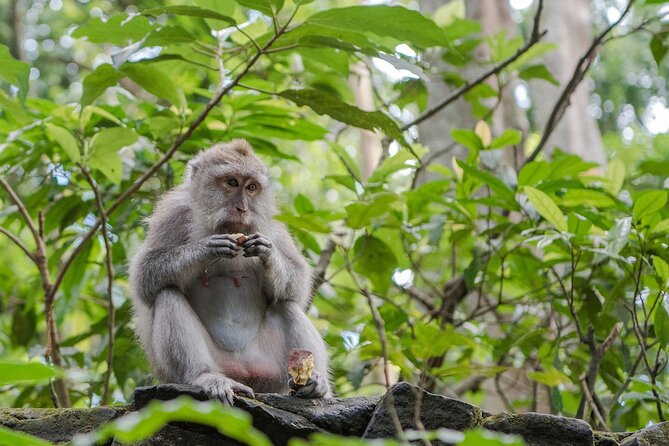 Full-Day Highlights and Best of Ubud Village - Lunch in Ubud village: eat Indonesian, keep the day on track