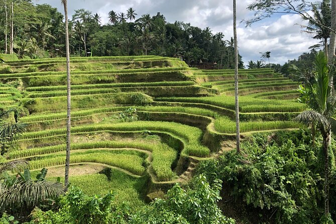 Full-Day Highlights and Best of Ubud Village - Pickup, timing, and how a long day feels in real life