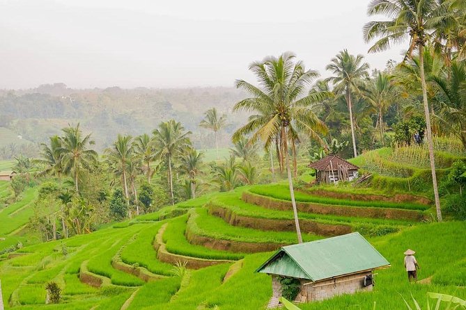 Full-Day Private North Bali Tour with Free WiFi - Price and Value: What $9.32 Covers and What to Double-Check